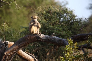 Baerenpavian / Chacma baboon / Papio ursinus