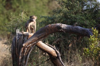 Baerenpavian / Chacma baboon / Papio ursinus