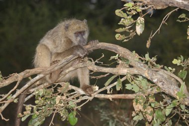 Baerenpavian / Chacma baboon / Papio ursinus
