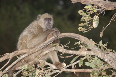 Baerenpavian / Chacma baboon / Papio ursinus
