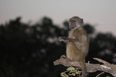 Baerenpavian / Chacma baboon / Papio ursinus