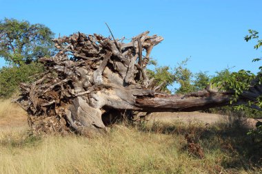 Baumstamm nahe Letaba Nehri / Letaba Nehri yakınlarındaki ağaç gövdesi / 