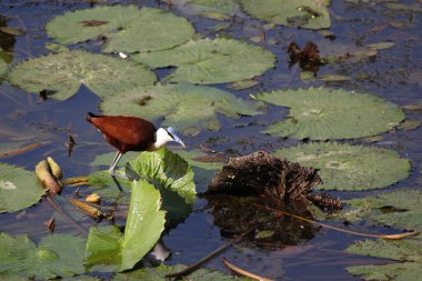Blaustirn-Blatthuehnchen / Afrikalı jacana / Actophilornis africanus