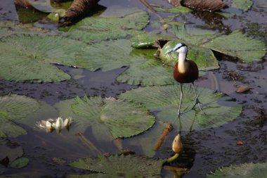 Blaustirn-Blatthuehnchen / Afrikalı jacana / Actophilornis africanus