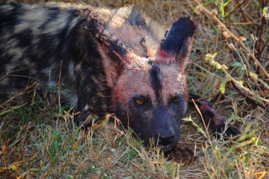 Blutbedelter Afrikanischer Wildhund nach Beutezug / Kanlı Afrika vahşi köpeği Impala / Lycaon pictus 'u öldürdükten sonra