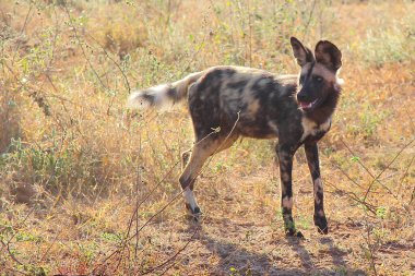 Blutbedelter Afrikanischer Wildhund nach Beutezug / Kanlı Afrika vahşi köpeği Impala / Lycaon pictus 'u öldürdükten sonra