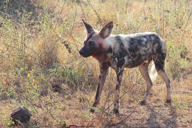 Blutbedelter Afrikanischer Wildhund nach Beutezug / Kanlı Afrika vahşi köpeği Impala / Lycaon pictus 'u öldürdükten sonra