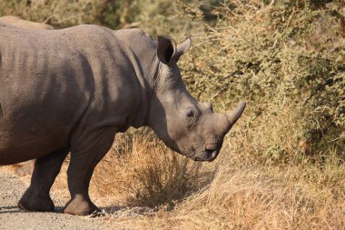 Breitmaulnashorn / Square-lipped rhinoceros / Ceratotherium simum
