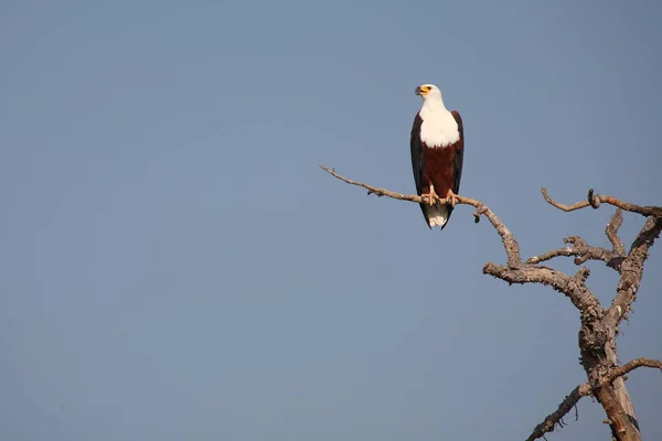 Afrikanischer Schreiseeadler African Fish Eagle Haliaeetus Vocifer — Photo