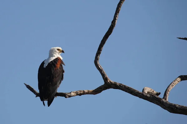 Afrikanischer Schreiseeadler African Fish Eagle Haliaeetus Vocifer — Stockfoto