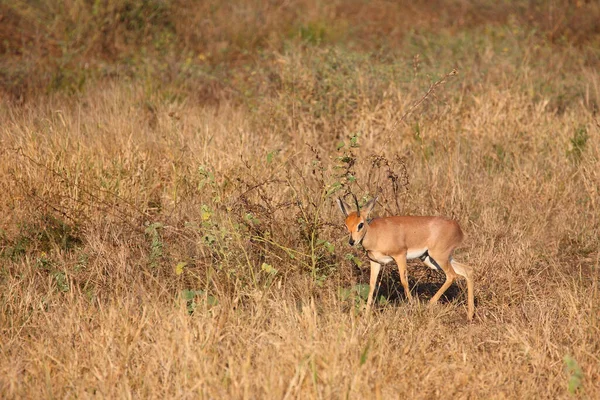 Afrikanischer Steinbock Steenbok Raphicerus Campestris — Fotografia de Stock