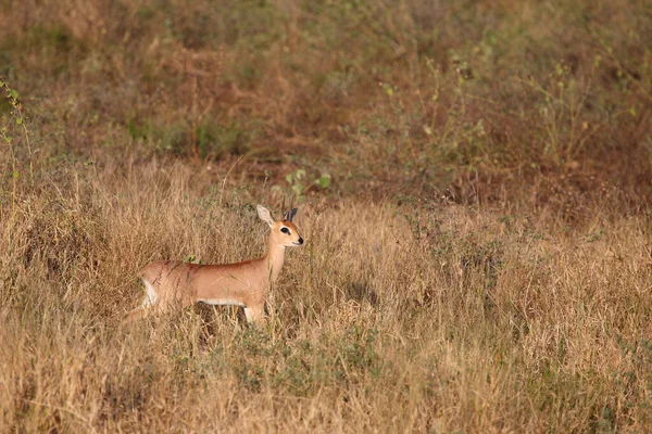 Afrikanischer Steinbock Steenbok Raphicerus Campestris - Stock-foto