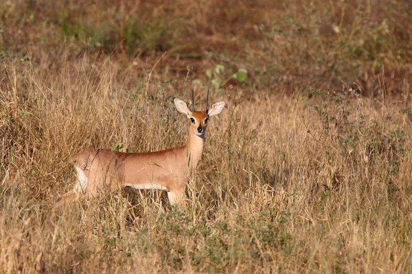 Afrikanischer Steinbock Steenbok Raphicerus Campestris — ストック写真