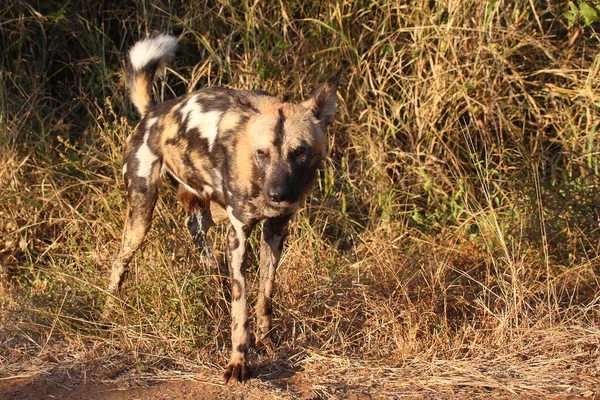 Afrikanischer Wildhund African Wild Dog Lycaon Pictus — стокове фото