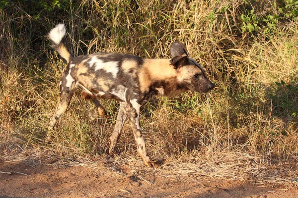 Afrikanischer Wildhund Cane Selvatico Africano Licaone Pictus — Foto Stock