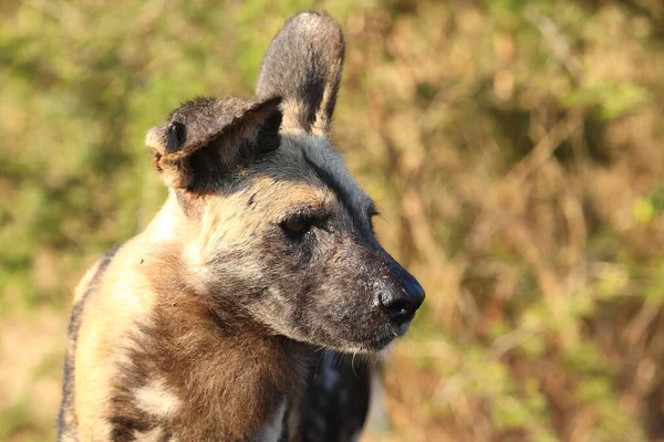 Afrikanischer Wildhund African Wild Dog Lycaon Pictus — Stock fotografie