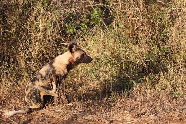 Afrikanischer Wildhund African Wild Dog Lycaon Pictus — стокове фото