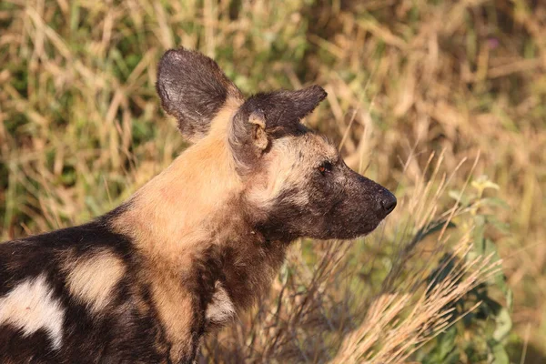 Afrikanischer Wildhund Perro Salvaje Africano Lycaon Pictus — Foto de Stock