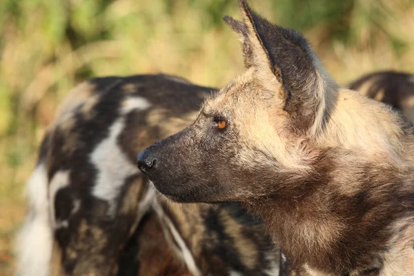 Afrikanischer Wildhund African Wild Dog Lycaon Pictus — стокове фото