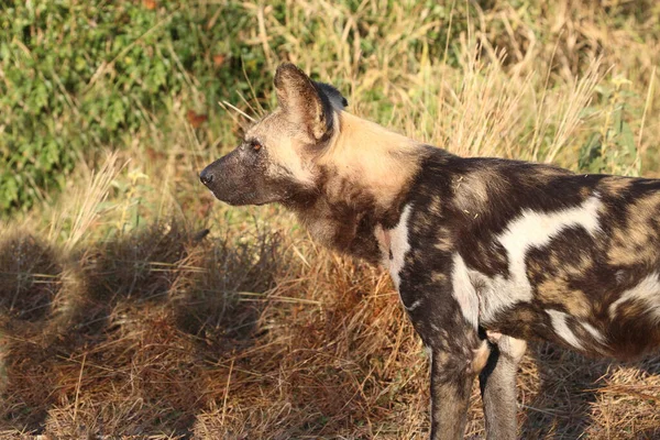 Afrikanischer Wildhund African Wild Dog Lycaon Pictus — стокове фото