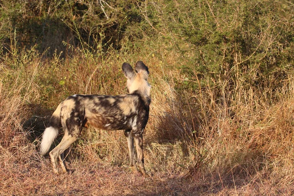 Afrikanischer Wildhund African Wild Dog Lycaon Pictus — стокове фото