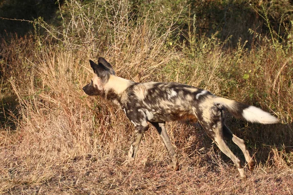 Afrikanischer Wildhund African Wild Dog Lycaon Pictus — стокове фото