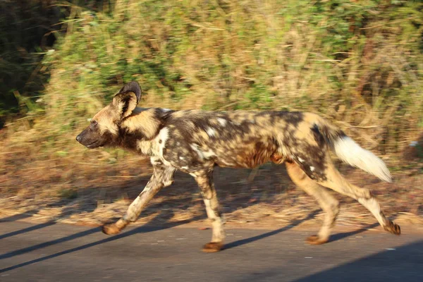 Afrikanischer Wildhund Perro Salvaje Africano Lycaon Pictus — Foto de Stock