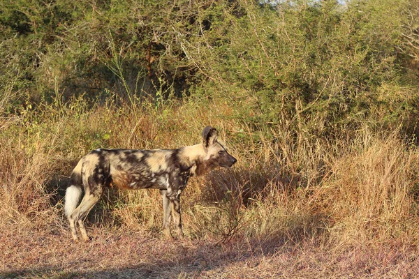 Afrikanischer Wildhund アフリカの野生の犬 Lycaon Pictus — ストック写真