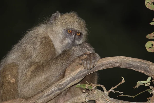 Baerenpavian Chacma Baboon Papio Ursinus — Photo