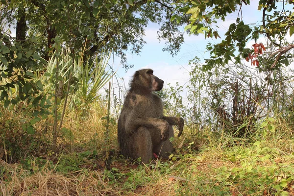 Baerenpavian Chacma Baboon Papio Ursinus — Photo