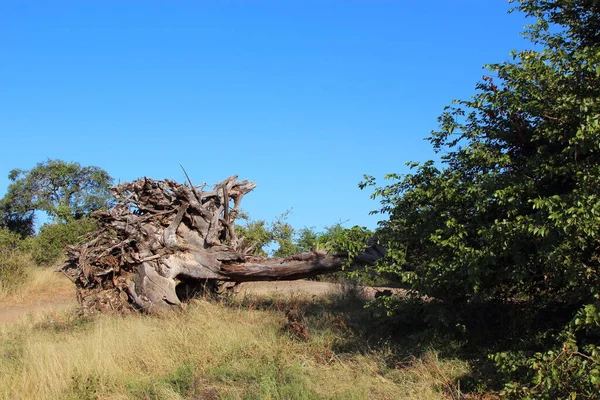 Baumstamm Nahe Letaba River Tree Trunk Letaba River — 스톡 사진