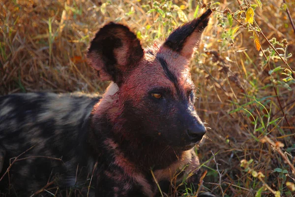 Blutbesudelter Afrikanischer Wildhund Nach Beutezug Bloodstained Африканський Дикий Собака Після — стокове фото