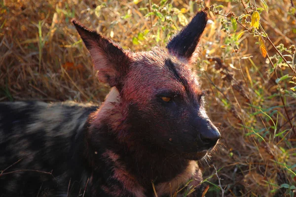 Blutbesudelter Afrikanischer Wildhund Nach Beutezug Αιματοβαμμένο Αφρικανικό Άγριο Σκυλί Μετά — Φωτογραφία Αρχείου