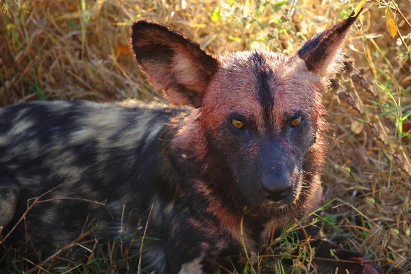 Blutbesudelter Afrikanischer Wildhund Nach Beutezug Cão Selvagem Africano Manchado Sangue — Fotografia de Stock