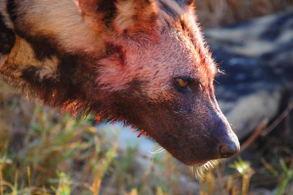 Blutbesudelter Afrikanischer Wildhund Nach Beutezug Αιματοβαμμένο Αφρικανικό Άγριο Σκυλί Μετά — Φωτογραφία Αρχείου