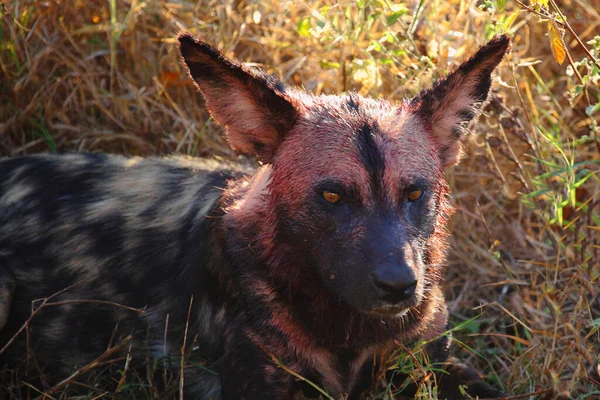 Blutbesudelter Afrikanischer Wildhund Nach Beutezug Blutverschmierter Afrikanischer Wildhund Nach Tötung — Stockfoto