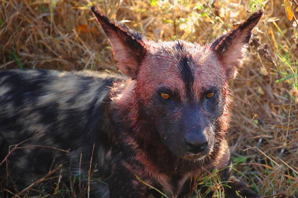 Blutbesudelter Afrikanischer Wildhund Nach Beutezug Cão Selvagem Africano Manchado Sangue — Fotografia de Stock