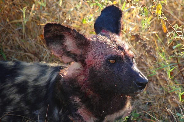 Blutbesudelter Afrikanischer Wildhund Nach Beutezug Bloodstained Африканський Дикий Собака Після — стокове фото