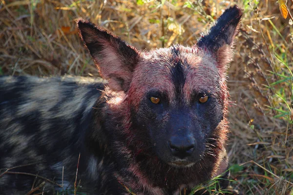 Blutbesudelter Afrikanischer Wildhund Nach Beutezug Bloodstained African Wild Dog Killing — Stock Photo, Image