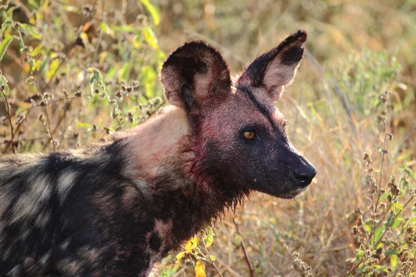 Blutbesudelter Afrikanischer Wildhund Nach Beutezug Bloodstained Африканський Дикий Собака Після — стокове фото