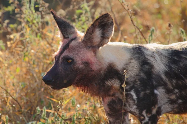 Blutbesudelter Afrikanischer Wildhund Nach Beutezug Αιματοβαμμένο Αφρικανικό Άγριο Σκυλί Μετά — Φωτογραφία Αρχείου
