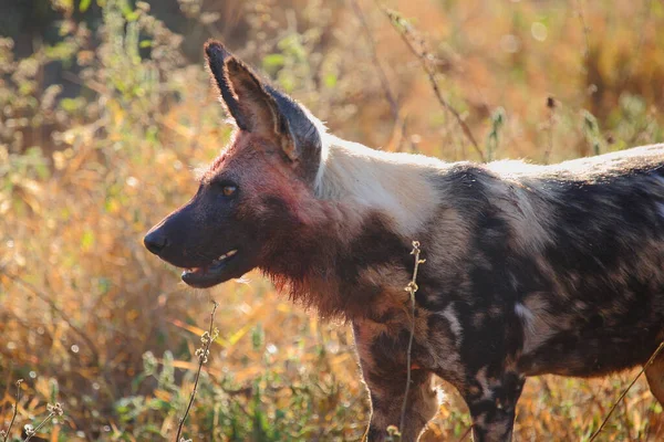 Blutbesudelter Afrikanischer Wildhund Nach Beutezug Bloodstained Африканський Дикий Собака Після — стокове фото