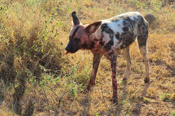 Blutbesudelter Afrikanischer Wildhund Nach Beutezug Perro Salvaje Africano Manchado Sangre —  Fotos de Stock