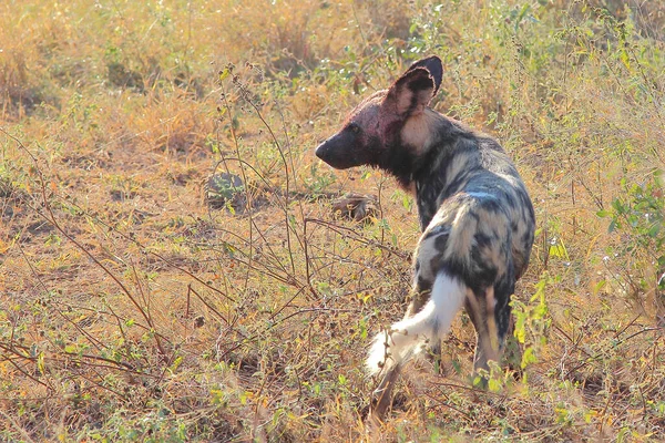 Blutbesudelter Afrikanischer Wildhund Nach Beutezug Blodplettet Afrikansk Vild Hund Efter - Stock-foto