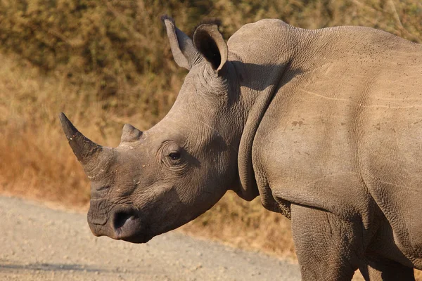 Breitmaulnashorn Square Lipped Rhinoceros Ceratotherium Simum — стокове фото