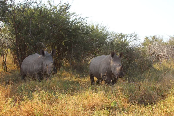 Breitmaulnashorn Square Lipped Rhinoceros Ceratotherium Simum — Stock fotografie