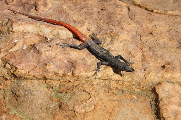 Bunte Plattguertelechse / Yaygın düz kertenkele / Platysaurus intermedius Wilhelmi