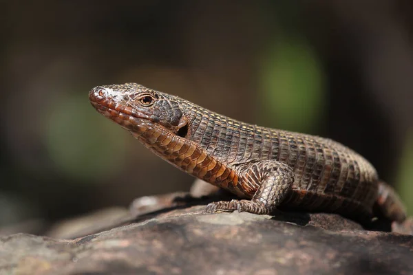 Felsen Schildechse Giant Plated Lizard Matobosaurus Validus — Stock Photo, Image