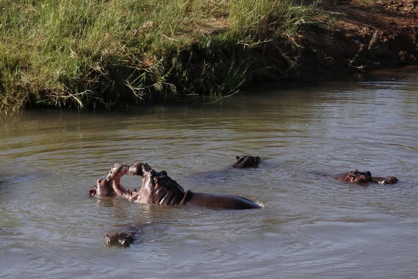 Flusspferd Hippopotamus Hippopotamus Amphibius — стоковое фото