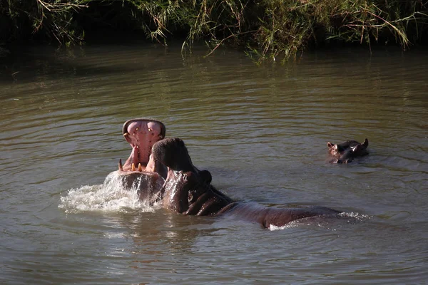 Flusspferd Hippopotamus Hippopotamus Amphibius —  Fotos de Stock